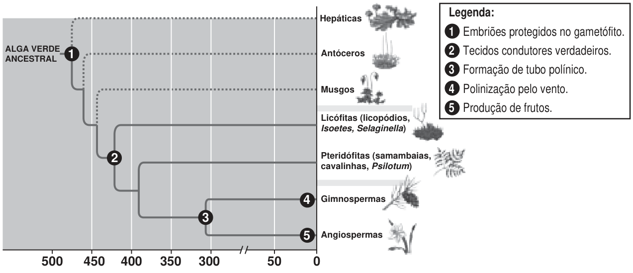 Evolução das plantas em um cladograma com eixo horizontal milhões de anos (marcas 500, 450, 400, 350, 300, 50, 0). À direita, lista de grupos: Hepáticas; Antóceros; Musgos; Licófitas (Isoetes, Selaginella); Pteridófitas; Gimnospermas; Angiospermas. Cinco círculos numerados marcam aquisições: 1 localizado próximo à alga verde ancestral, antes dos briófitos; 2 na ramificação que leva às licófitas e pteridófitas; 3 na ramificação que antecede gimnospermas e angiospermas; 4 sobre o ramo das gimnospermas; 5 no ramo das angiospermas. Legenda: 1 embriões protegidos no gametófito; 2 tecidos condutores verdadeiros; 3 formação de tubo polínico; 4 polinização pelo vento; 5 produção de frutos.
