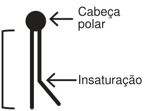 Esquema de um fosfolipídio. Um círculo representa a cabeça polar. Dele partem duas caudas hidrocarbônicas: uma reta e outra com uma dobra, indicada como insaturação.