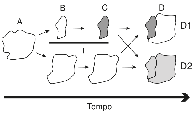 Esquema da esquerda para a direita, com seta indicando o tempo. Em A, há uma forma branca. Em B, ela aparece dividida em duas formas brancas, uma acima e outra abaixo de uma barra horizontal marcada I. Em C, a forma superior é cinza-escura; a inferior permanece branca. Setas partem das duas formas de C para D1 e D2. Em D1, uma forma reúne uma região cinza-escura à esquerda e uma branca à direita. Em D2, uma forma reúne uma região cinza-escura à esquerda e uma cinza-clara à direita.