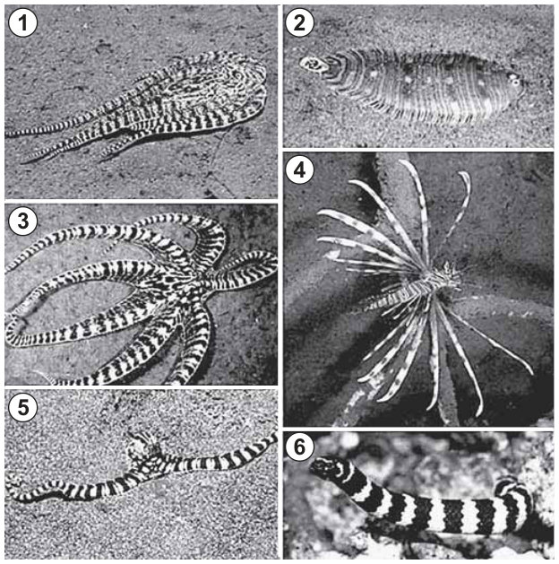 Montagem com seis fotos numeradas. 1: polvo de corpo achatado e listrado, com tentáculos estendidos para trás. 2: peixe achatado, oval, com listras e nadadeiras nas bordas. 3: polvo com tentáculos listrados abertos em várias direções. 4: peixe com nadadeiras longas e estreitas irradiando do corpo. 5: polvo com dois tentáculos listrados estendidos em sentidos opostos. 6: serpente com faixas claras e escuras ao longo do corpo.