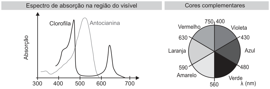 À esquerda, gráfico de absorção: eixo horizontal, comprimento de onda de 300 a 700 nanômetros; eixo vertical, absorção, sem escala numérica. A curva da clorofila tem picos perto de 470 e 640 nanômetros. A da antocianina tem um pico amplo perto de 520 nanômetros e cai quase a zero perto de 580. À direita, círculo de cores complementares, em seis setores: violeta, 400 a 430 nanômetros; azul, 430 a 480; verde, 480 a 560; amarelo, 560 a 590; laranja, 590 a 630; vermelho, 630 a 750. Setores opostos: violeta e amarelo; azul e laranja; verde e vermelho.