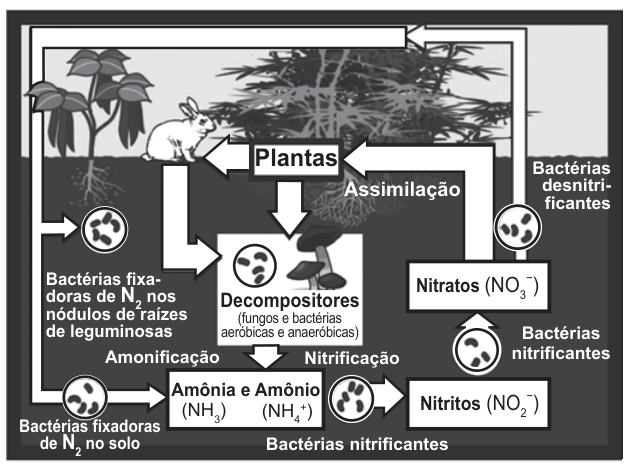 Esquema do ciclo do nitrogênio. Bactérias fixadoras de N₂, no solo e nas raízes de leguminosas, levam à formação de amônia, NH₃, e amônio, NH₄⁺. Plantas e animais fornecem matéria aos decompositores, que também formam esses compostos por amonificação. Bactérias nitrificantes transformam amônia e amônio em nitritos, NO₂⁻, e depois em nitratos, NO₃⁻. Setas indicam a assimilação dos nitratos pelas plantas e a ação de bactérias desnitrificantes.