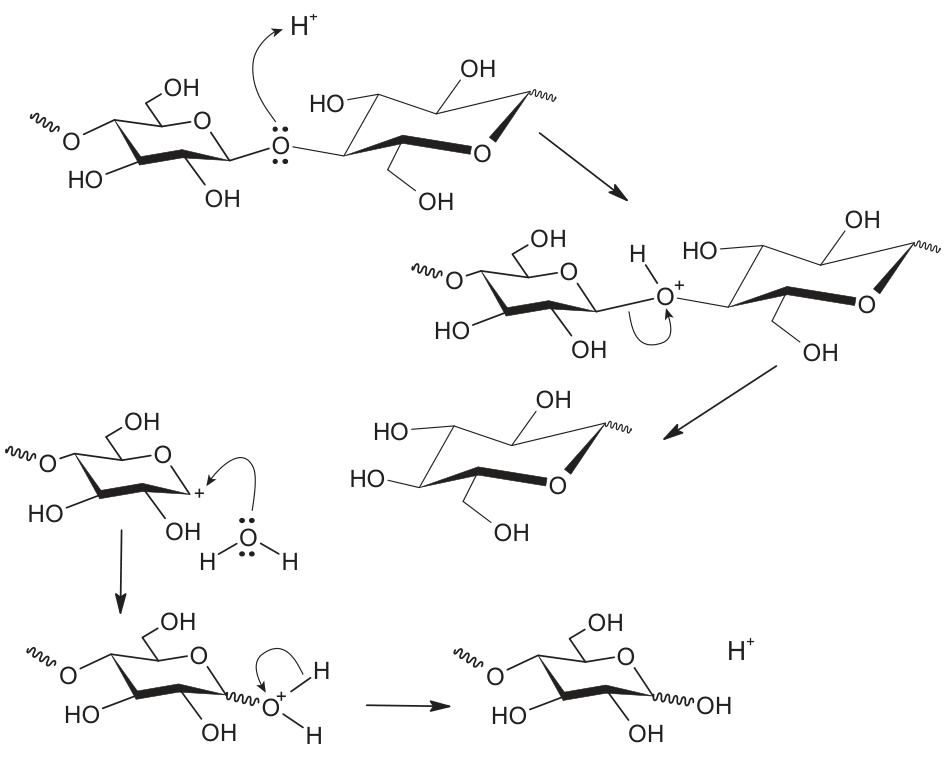 Esquema de reação de dois anéis de açúcar ligados por um átomo de oxigênio. Uma seta curva indica a ligação de H⁺ a esse oxigênio. Em seguida, a ligação entre o oxigênio e um dos anéis se rompe, separando os anéis. Uma molécula de água se liga ao anel que ficou com carga positiva. Na etapa final, sai um H⁺, e os dois anéis aparecem separados, cada um com um grupo OH no local da ligação rompida.
