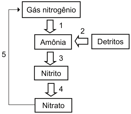Esquema do ciclo do nitrogênio. Gás nitrogênio no topo; seta 1 desce até amônia. À direita, detritos; seta 2 aponta de detritos para amônia. Seta 3 desce de amônia para nitrito. Seta 4 desce de nitrito para nitrato. Seta 5 sai de nitrato, sobe pela esquerda e aponta para gás nitrogênio.