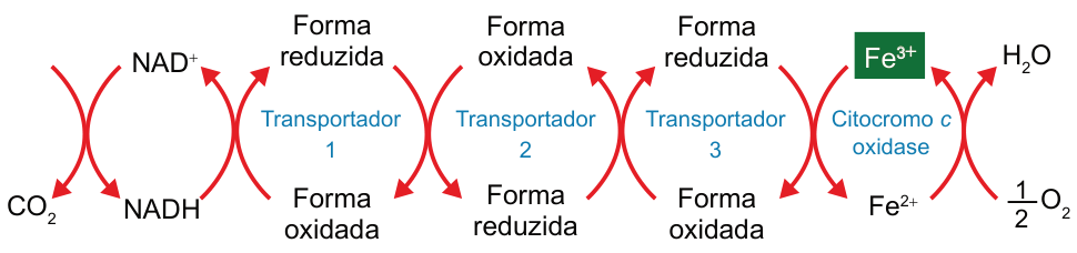 Esquema da cadeia respiratória, da esquerda para a direita. O substrato proveniente do nutriente gera CO₂, enquanto NAD⁺ se transforma em NADH. Em seguida, NADH se transforma em NAD⁺ e o transportador 1 passa da forma oxidada à reduzida. O transportador 1 volta à forma oxidada, reduzindo o transportador 2; o mesmo ocorre do transportador 2 para o 3. O transportador 3 volta à forma oxidada enquanto Fe³⁺ se transforma em Fe²⁺. Por fim, Fe²⁺ se transforma em Fe³⁺ e meio O₂ se transforma em H₂O. Fe³⁺ e Fe²⁺ aparecem junto ao rótulo citocromo c oxidase.