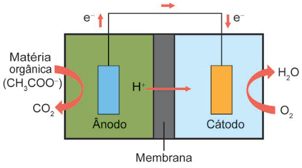 Esquema de duas câmaras separadas por membrana. No ânodo, à esquerda, entra matéria orgânica, CH₃COO⁻, e sai CO₂. Íons H⁺ atravessam a membrana para a direita. Elétrons percorrem o fio externo do ânodo ao cátodo. No cátodo, entra O₂ e sai H₂O. Reações: CH₃COO⁻ aquoso mais 2 H₂O líquidos produz 2 CO₂ gasosos, 7 H⁺ aquosos e 8 elétrons. 4 H⁺ aquosos mais O₂ gasoso e 4 elétrons produz 2 H₂O líquidos.
