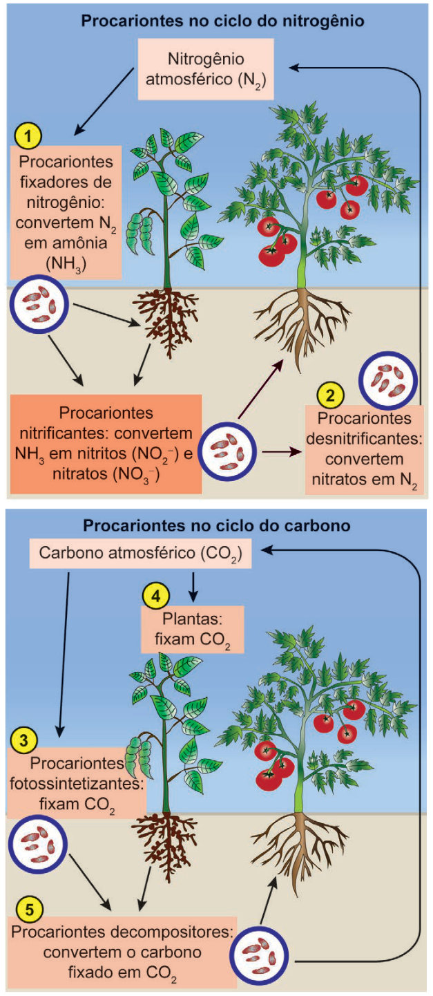 Esquema dos ciclos do nitrogênio e do carbono, com etapas numeradas. No ciclo do nitrogênio, o nitrogênio atmosférico, N₂, chega à etapa 1: procariontes fixadores convertem N₂ em amônia, NH₃. Procariontes nitrificantes convertem NH₃ em nitritos, NO₂⁻, e nitratos, NO₃⁻. Na etapa 2, procariontes desnitrificantes convertem nitratos em N₂, que retorna à atmosfera. No ciclo do carbono, o carbono atmosférico, CO₂, é fixado por procariontes fotossintetizantes na etapa 3 e por plantas na etapa 4. Na etapa 5, procariontes decompositores convertem o carbono fixado em CO₂, que retorna à atmosfera.