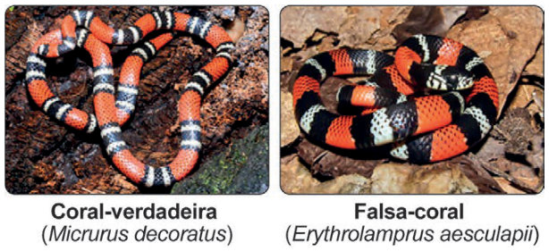 Duas fotografias lado a lado. À esquerda, uma coral-verdadeira, identificada como Micrurus decoratus, sobre o solo. À direita, uma falsa-coral, identificada como Erythrolamprus aesculapii, enrolada sobre folhas secas. Ambas têm o corpo marcado por faixas vermelhas, pretas e claras.