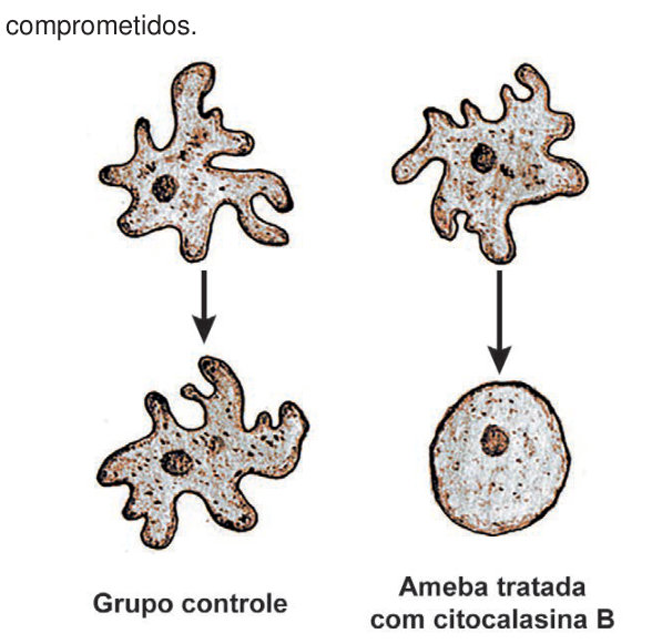 Esquema com dois grupos de amebas. À esquerda, no grupo controle, uma seta para baixo liga uma ameba de contorno irregular, com várias projeções, a outra também irregular, com projeções. À direita, no grupo tratado com citocalasina B, uma seta para baixo liga uma ameba irregular, com projeções, a uma célula arredondada, sem projeções.