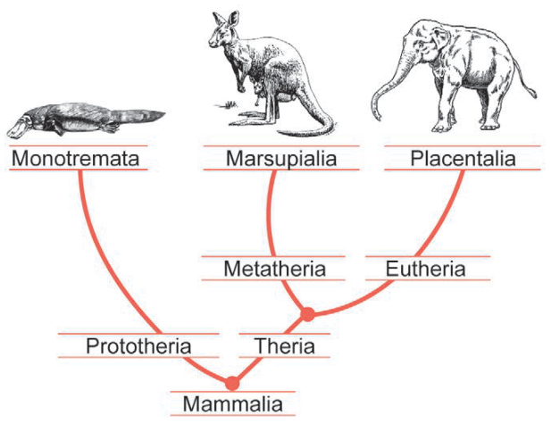 Cladograma dos mamíferos. Na base está Mammalia, que se divide em Prototheria e Theria. Prototheria leva a Monotremata, representada por um ornitorrinco. Theria se divide em Metatheria, que leva a Marsupialia, representada por um canguru, e Eutheria, que leva a Placentalia, representada por um elefante.