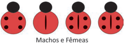 Quatro insetos alinhados, todos com corpo vermelho. Da esquerda para a direita: o primeiro tem quatro pontos pretos e nenhuma listra; o segundo tem uma listra preta vertical e nenhum ponto; o terceiro e o quarto têm a listra vertical e também os quatro pontos. Legenda: “Machos e Fêmeas”.