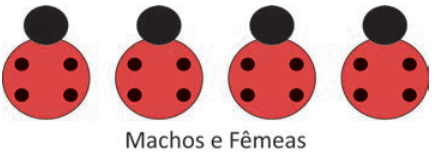 Quatro insetos alinhados, todos com quatro pontos pretos no corpo vermelho, sem listra. Legenda: “Machos e Fêmeas”.