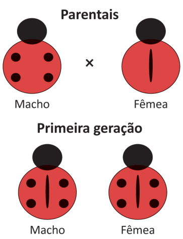 Esquema de cruzamento. Nos parentais, o macho tem quatro pontos pretos no corpo vermelho, dois de cada lado; a fêmea tem uma listra preta vertical no centro do corpo vermelho. Na primeira geração, macho e fêmea têm a listra central e os quatro pontos.