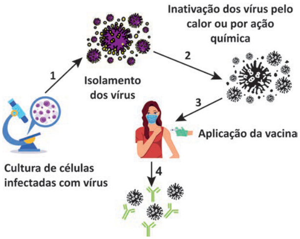 Esquema em quatro etapas. 1: cultura de células infectadas com vírus; seta para o isolamento dos vírus. 2: seta para a inativação dos vírus pelo calor ou por ação química. 3: seta para a aplicação da vacina em uma pessoa. 4: seta para baixo, apontando para partículas virais junto a estruturas verdes em forma de Y, que representam anticorpos ligados aos vírus.