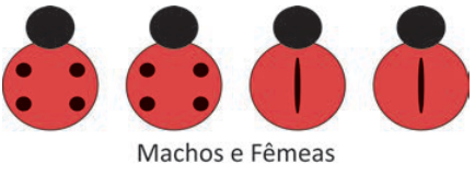 Quatro insetos alinhados. Os dois primeiros têm quatro pontos pretos no corpo vermelho, sem listra. Os dois últimos têm uma listra preta vertical, sem pontos. Legenda: “Machos e Fêmeas”.