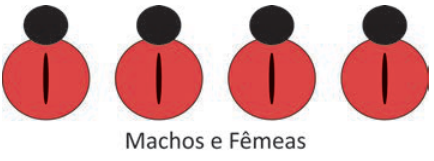 Quatro insetos alinhados, todos com uma listra preta vertical no centro do corpo vermelho, sem pontos. Legenda: “Machos e Fêmeas”.