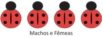 Quatro insetos alinhados, todos com uma listra preta vertical e quatro pontos pretos no corpo vermelho. Legenda: “Machos e Fêmeas”.