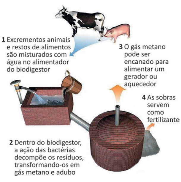 Esquema do biodigestor em quatro etapas. 1: excrementos de vacas e porcos e restos de alimentos são misturados com água no alimentador. 2: a mistura segue por um tubo ao biodigestor, onde bactérias decompõem os resíduos em gás metano e adubo. 3: o metano sai por um cano e pode alimentar um gerador ou aquecedor. 4: as sobras servem como fertilizante.